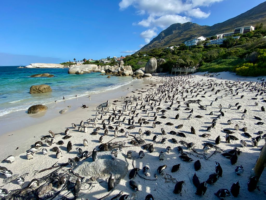 Pinguins bij Boulders Beach